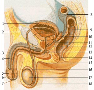 Простата - передміхурова залоза